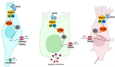 Extra-Oral Taste Receptors—Function, Disease, and Perspectives